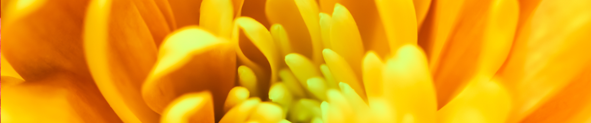 Chrysantheme