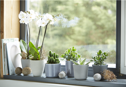 Der Dschungel im Zimmer