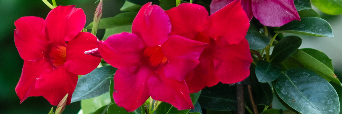 PFLANZE DES MONATS APRIL: DIPLADENIE