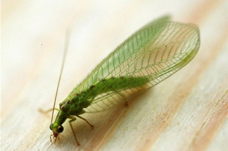 BIOLOGISCHER PFLANZENSCHUTZ IM GARTEN