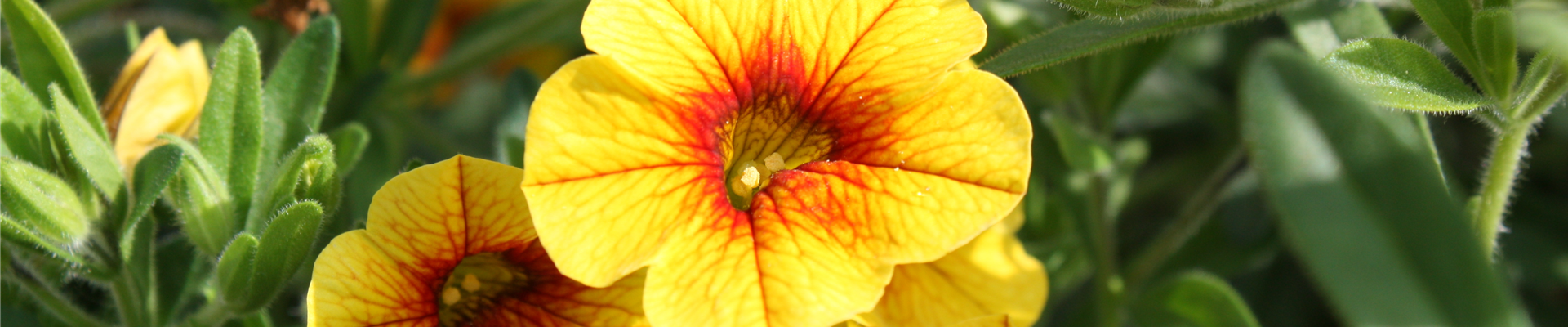 PFLANZE DES MONATS MAI: ZAUBERGLÖCKCHEN