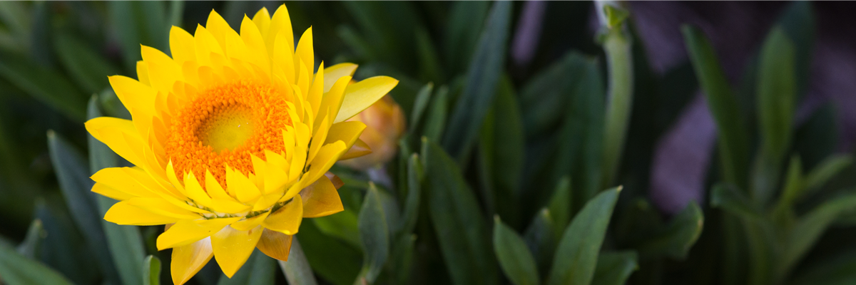 PFLANZE DES MONATS MAI: STROHBLUME