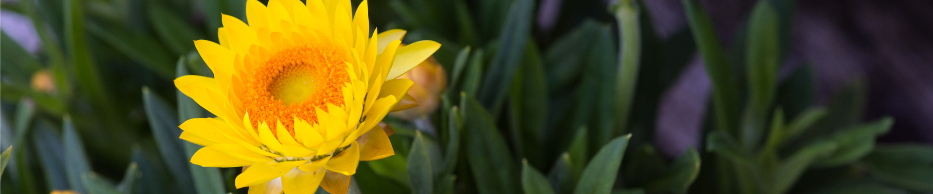 PFLANZE DES MONATS MAI: STROHBLUME
