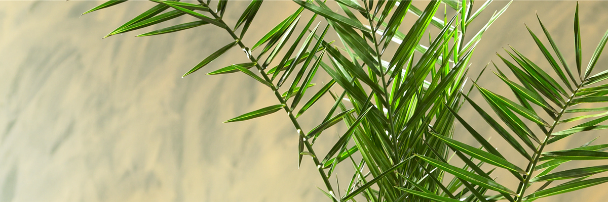 KANARISCHE DATTELPALME