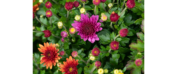 CHRYSANTHEME