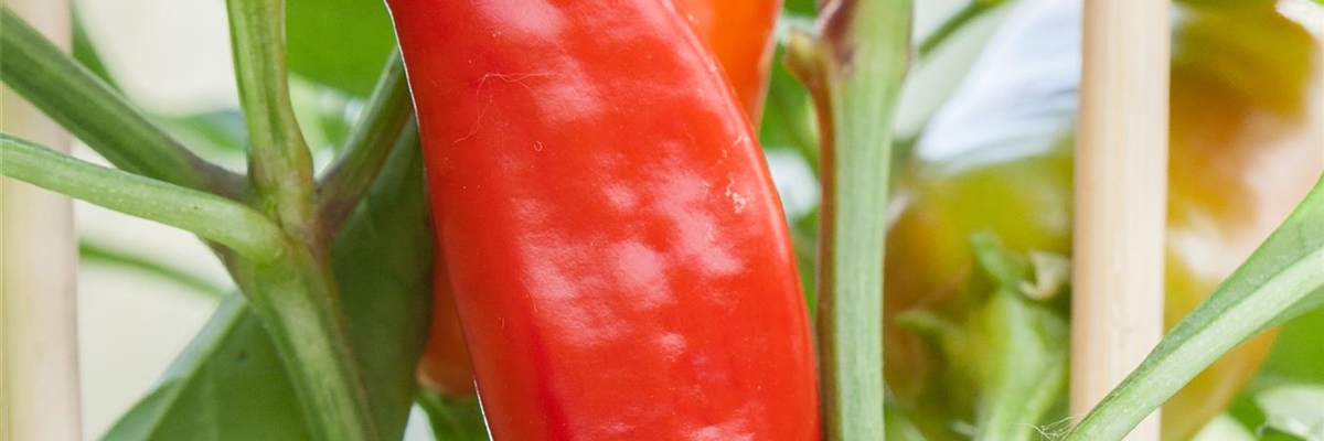 Zierpaprika