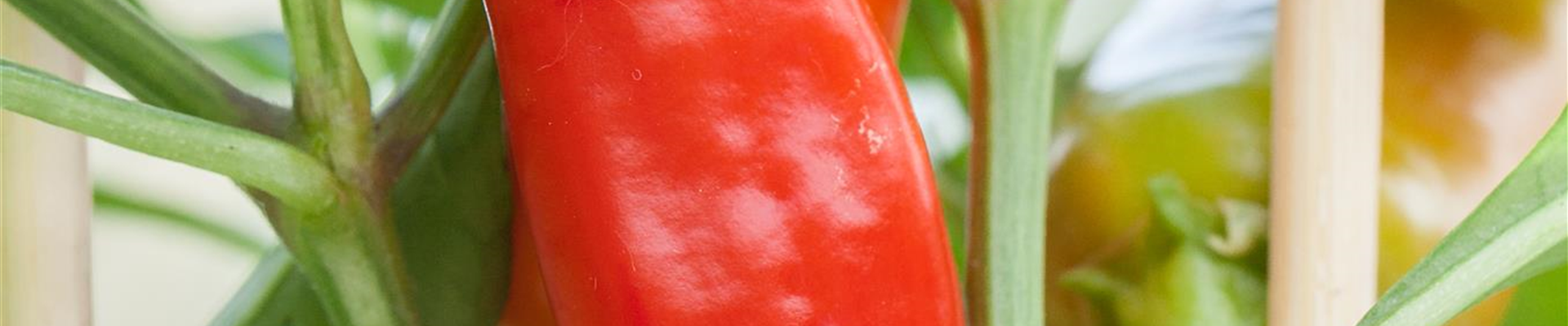 Zierpaprika