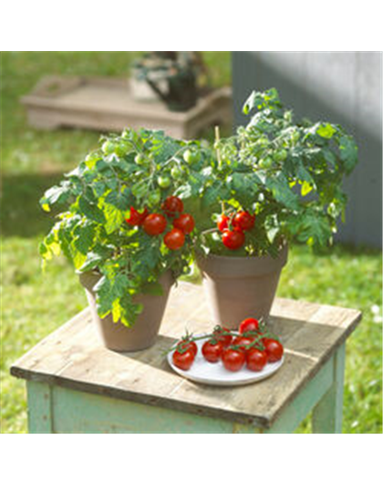 WIE GEHT... TOMATEN PFLEGEN?