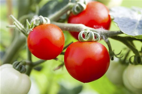 ALTE TOMATENSORTEN FüRS FREILAND!