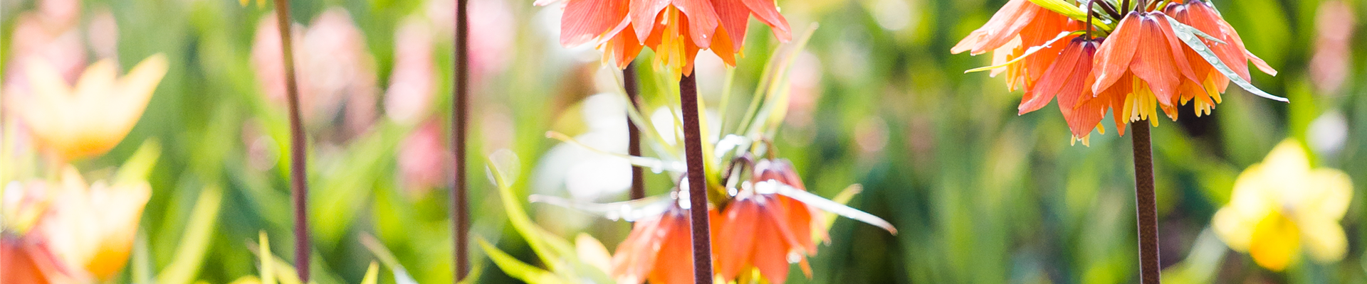 Fritillaria imperialis