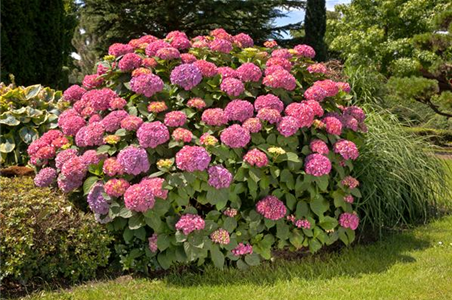 Bauernhortensie
