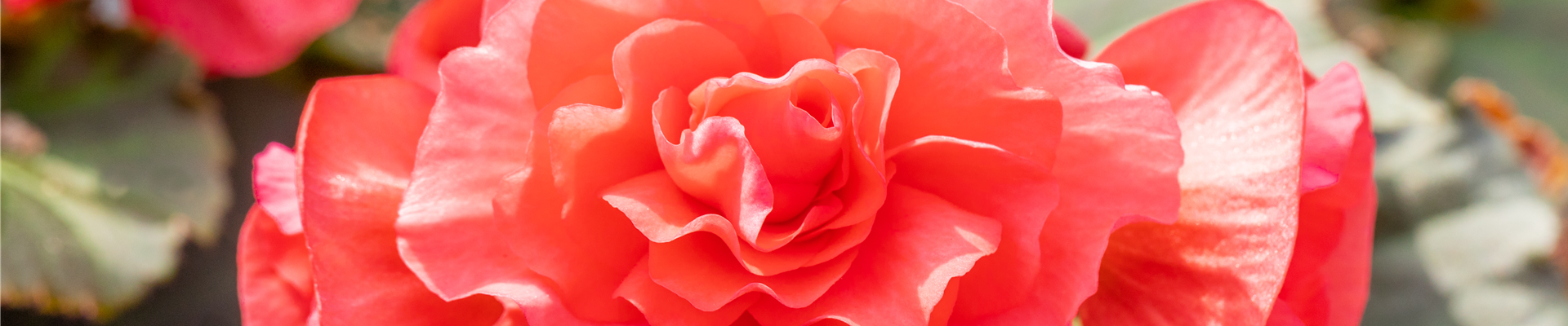 Begonia elatior 'Sunpleasure® Rose'