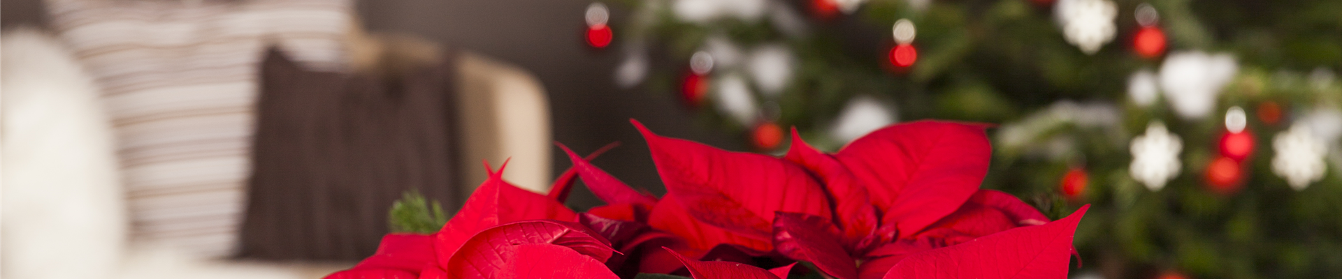 Euphorbia pulcherrima, rot