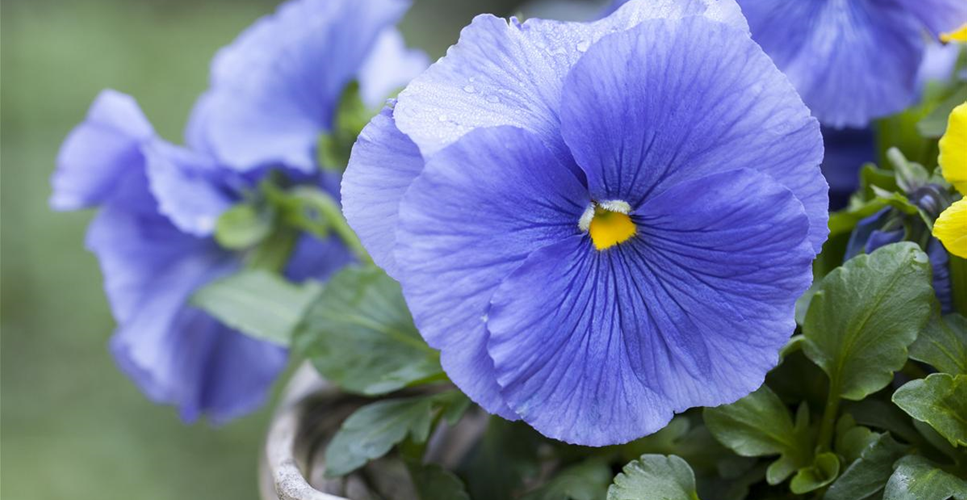 STIEFMÜTTERCHEN SIND WINTERRESISTENT