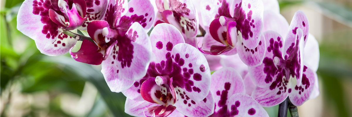Phalaenopsis