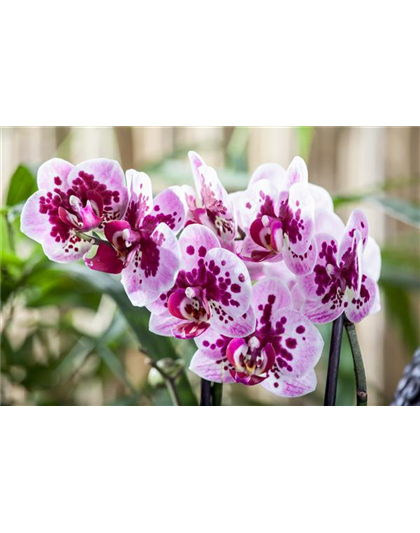 DIE ORCHIDEEN-KLASSIKER