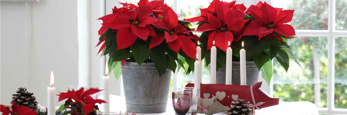 BLüHENDE GESCHENKIDEEN!