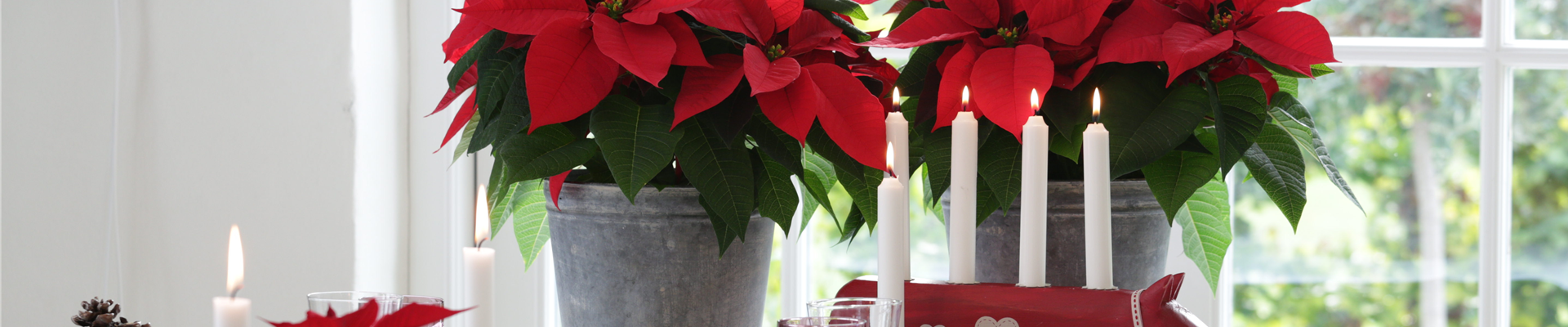 BLüHENDE GESCHENKIDEEN!