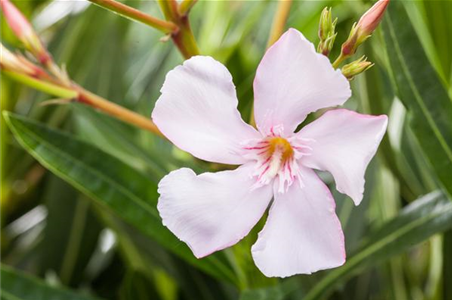 Oleander