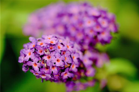 Sommerflieder