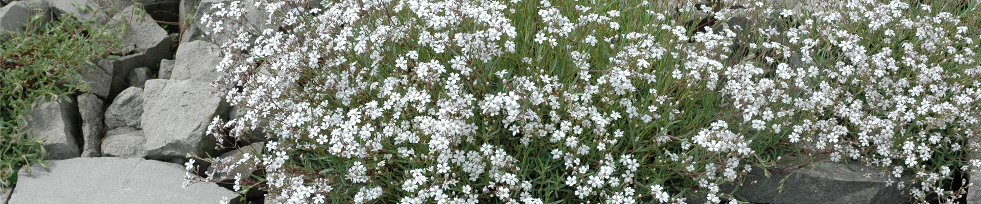 Gypsophila paniculata