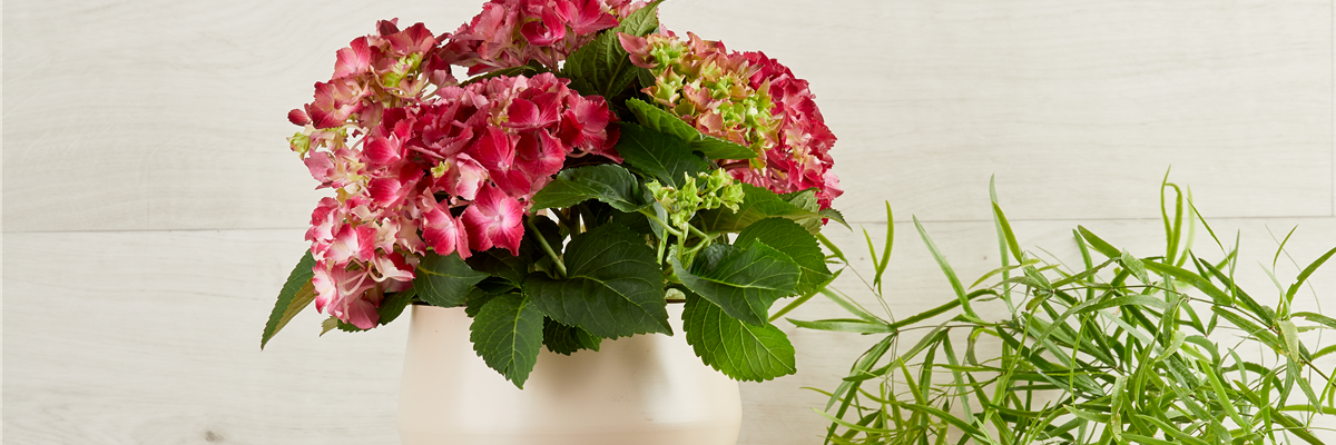 WER IST DIE SCHöNSTE IM LAND?