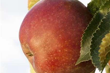 SOMMERSCHNITT FüR OBSTBäUME