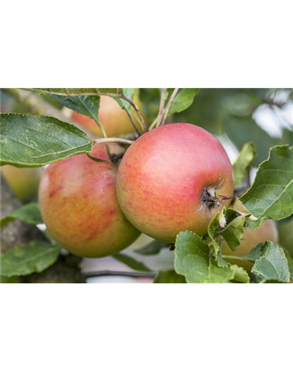 WIE GEHT... OBSTGEHöLZE PFLANZEN?