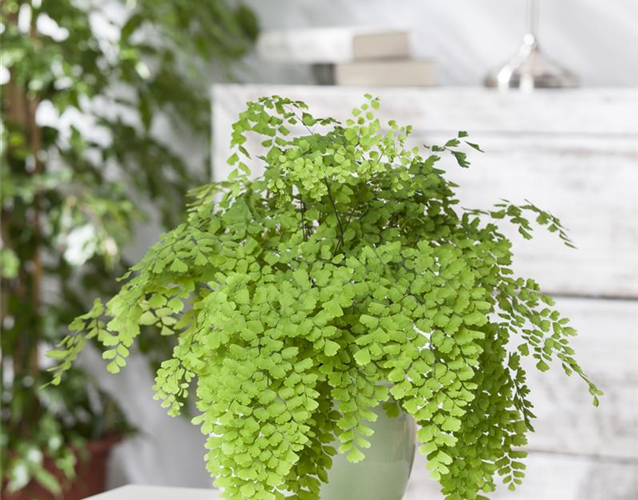 DIE PFLEGE VON ZIMMERPFLANZEN