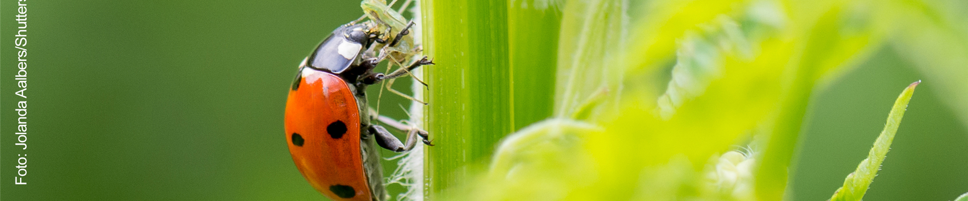 NATüRLICH GESCHüTZT!