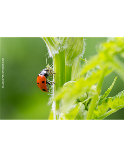 NATüRLICH GESCHüTZT!