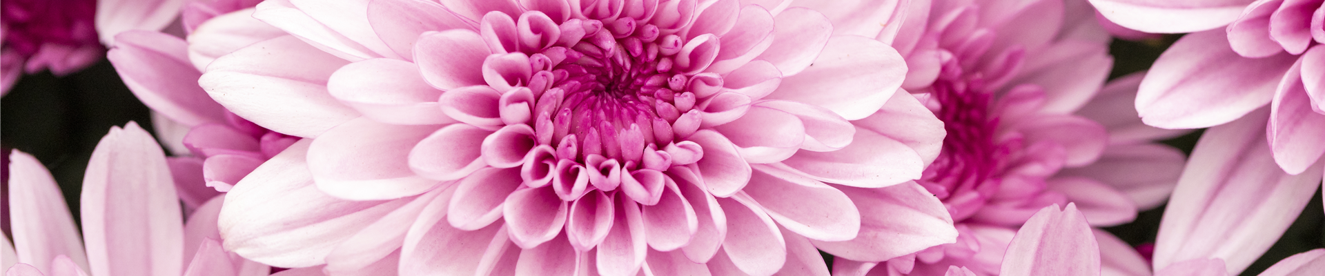 Chrysanthemum indicum 'Chrystal'