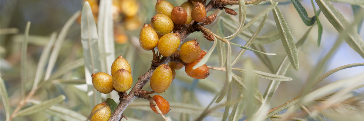 Hippophae rhamnoides
