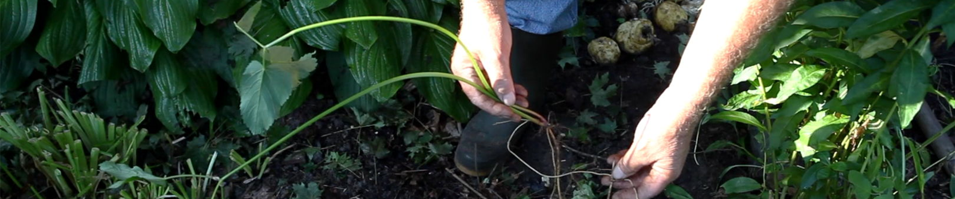 Phlox - Unkraut entfernen (3)