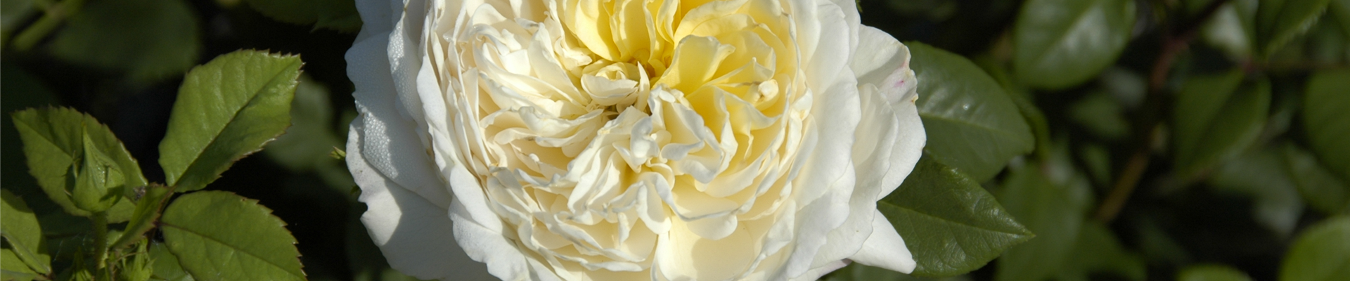 Englische Rosen, weiß