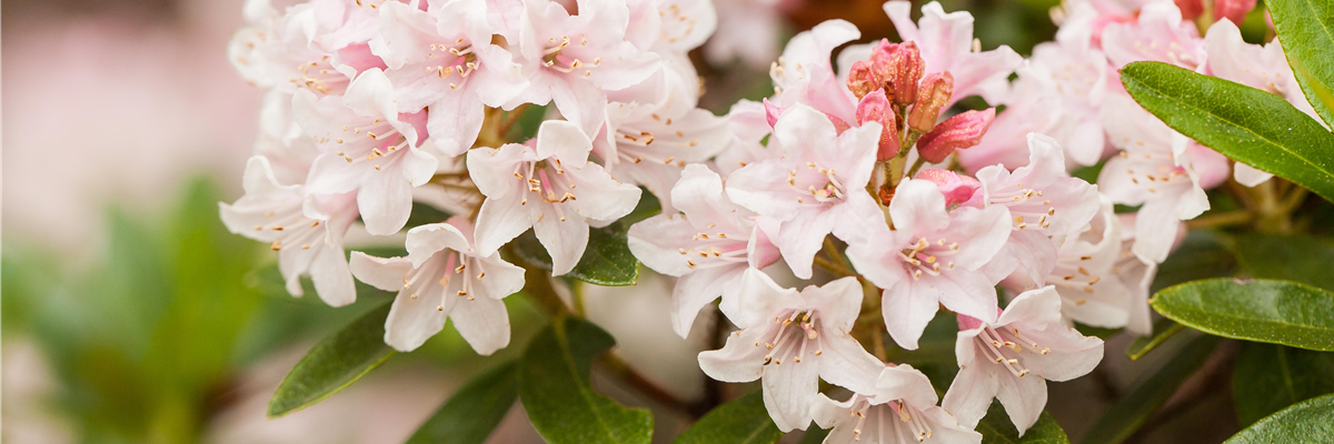 Ziergarten im Februar