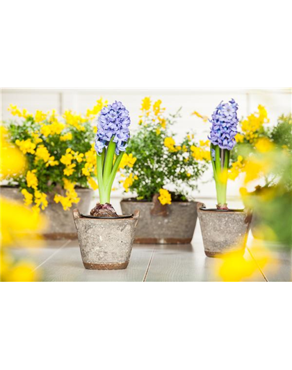 DER FRüHLING WIRD BUNT