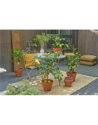 EIN GANZ BESONDERER DUFT LIEGT IN DER FRüHLINGSLUFT!