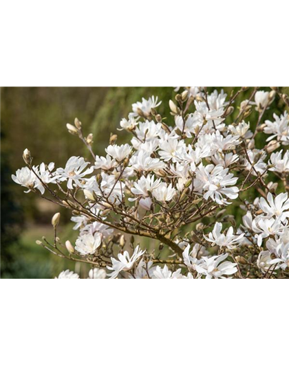 FRüHBLüHENDE GEHöLZE!