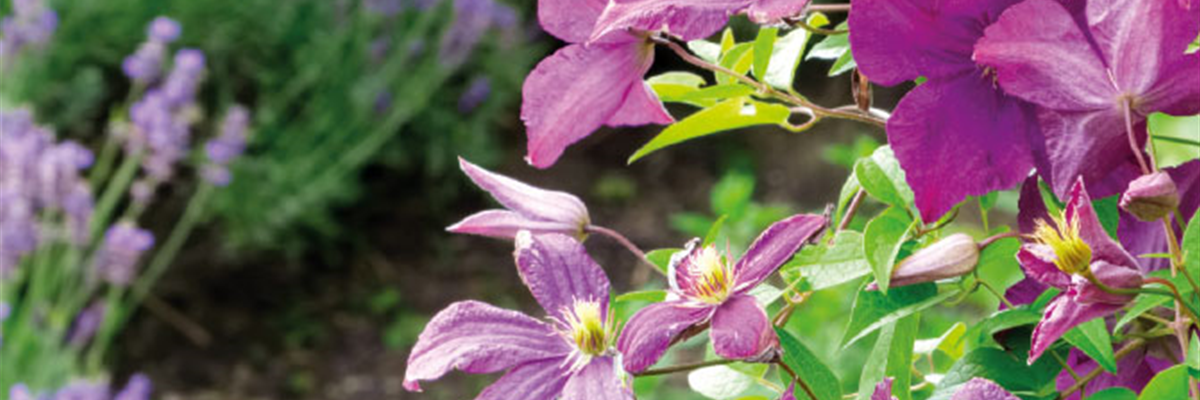 OHNE ENDE VOLLE BLÜTE.