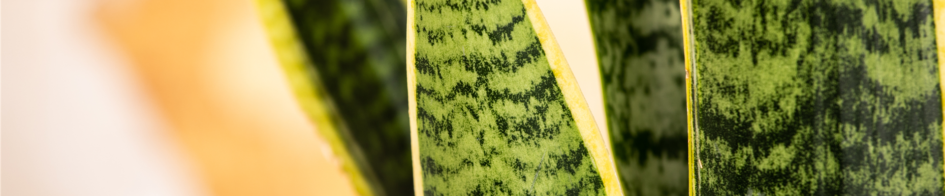 Sansevieria trifasciata