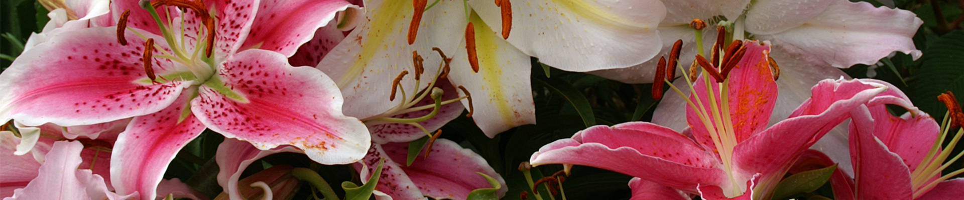 AUF DIE PLäTZE, GARTEN, LOS! 