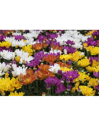 CHRYSANTHEMEN IN FARBEN UND FORMEN