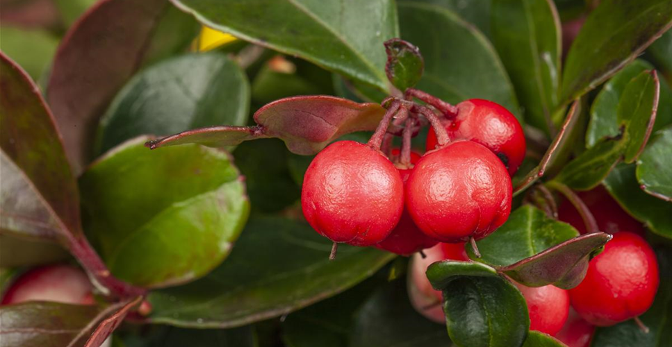 DAS GRAB IM HERBST!