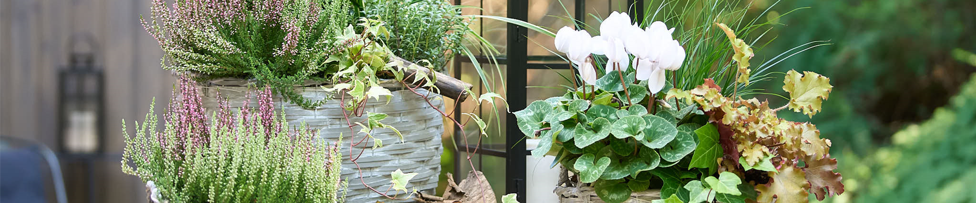 HERBSTBLüHER IM GEFäSS!