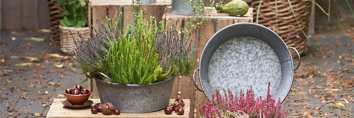 HEIDE - WOHIN DAS AUGE REICHT!