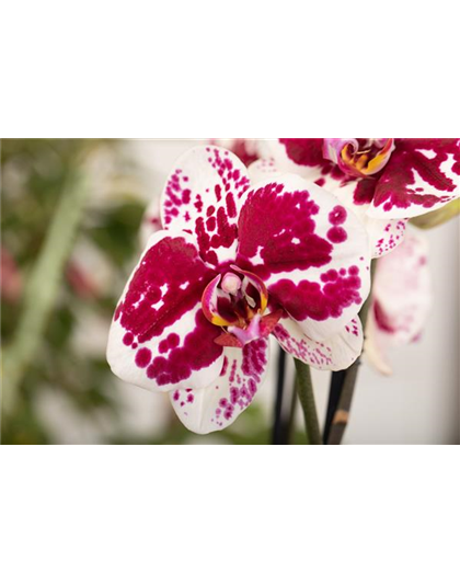 DAS GROSSE ORCHIDEEN EINMALEINS!