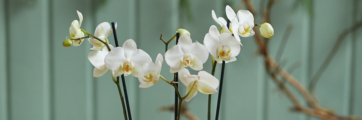 MODERNE WEIHNACHTEN! 