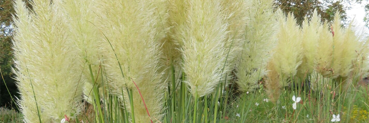 Pampasgras