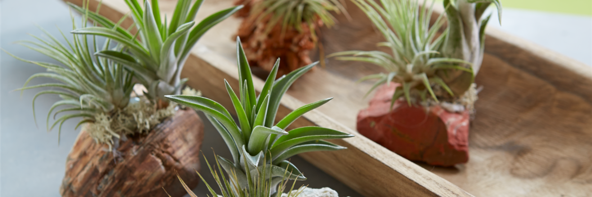 PFLANZE DES MONATS JANUAR: TILLANDSIE